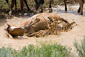 HOR 01 RD0002 01
            Mustang Stallion Rolling In Muddy Water