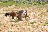 HOR 01 RD0003 01 Mustang Stallions Sparring In Field