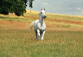 HOR 01 RK1615 01
White Horse Galloping Towards Camera In Pasture