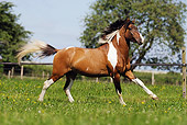 HOR 01 SS0169 01Lewitzer Horse Galloping In Pasture Profile