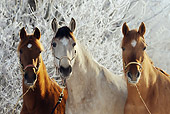 HOR 01 SS0184 01Close-Up Of Three Paso Fino Horses Wearing Halters Standing In Snow