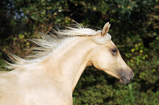 palomino - Animal Stock Photos - Kimballstock