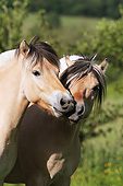 HOR 01 SS0283 01
Portrait Of Norwegian Fjord Mare And Stallion Nuzzling