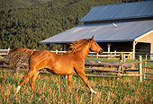 HOR 01 DB0023 01
Profile Of Chestnut Quarter Horse Cantering In Pasture Near Fence And Barn