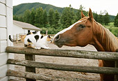 HOR 01 DB0049 01
Chestnut Horse And Cat Nose To Nose Along Fence