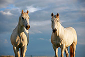 HOR 01 DB0058 01
Close-Up Of Two Gray Quarter Horses Standing In Pasture