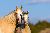 HOR 01 KH0053 01 Close-Up Of Palomino Mustang Mare And Dun Foal Standing In Field