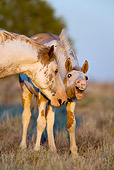 HOR 01 KH0056 01 Close-Up Of Red Dun Pinto Mustang Stallion And Foal Standing In Field