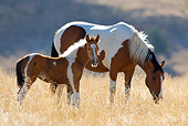 HOR 01 KH0059 01 Bay Pinto Mustang Mare And Foal Standing In Field