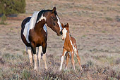 HOR 01 KH0060 01 Dark Bay Pinto Mustang Mare And Bay Pinto Foal Standing In Field