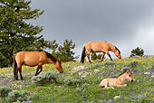 HOR 01 KH0064 01 Dun Mustang Mares And Foal Grazing And Laying In Field