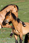 HOR 01 KH0066 01 Close-Up Of Two Dun Mustangs Fighting In Field