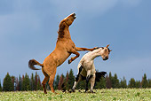 HOR 01 KH0067 01 Red Dun And Roan Mustangs Fighting In Field