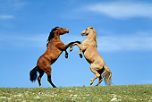 HOR 01 KH0069 01 Bay And Roan Mustangs Fighting In Field