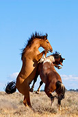 HOR 01 KH0070 01 Dun And Bay Pinto Mustangs Fighting In Field