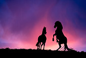 HOR 01 KH0071 01 Silhouette Of Two Mustangs Fighting In Field At Sunset