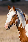 HOR 01 KH0075 01 Head Shot Of Chestnut Pinto Mustang Standing In Field