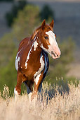 HOR 01 KH0077 01 Chestnut Pinto Mustang Walking In Field