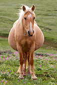 HOR 01 KH0078 01 Pregnant Palomino Mustang Mare Standing In Field