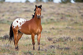 HOR 01 KH0079 01 Bay Appaloosa Mustang Standing In Field