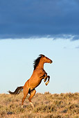 HOR 01 KH0081 01 Bay Mustang Rearing In Field