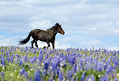 HOR 01 KH0084 01 Black Mustang Trotting In Field Of Purple Wildflowers