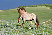 HOR 01 KH0087 01 Red Roan Mustang Cantering In Field