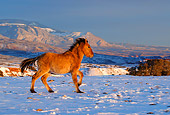 HOR 01 KH0090 01 Chestnut Mustang Cantering On Snow