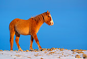 HOR 01 KH0091 01 Chestnut Mustang Walking On Snow