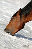 HOR 01 KH0093 01 Close-Up Of Bay Mustang Eating Snow