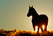 HOR 01 KH0094 01 Silhouette Of Mustang Standing In Field At Sunset