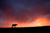 HOR 01 KH0095 01 Silhouette Of Mustang Walking In Field At Sunset