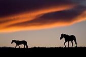 HOR 01 KH0097 01 Silhouette Of Two Mustangs Walking In Field At Sunset