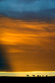 HOR 01 KH0099 01 Silhouette Of Herd Of Mustangs Standing In Field At Sunset