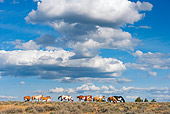 HOR 01 KH0100 01 Herd Of Mustangs Standing In Field Grazing