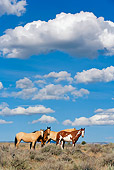 HOR 01 KH0101 01 Herd Of Mustangs Standing In Field