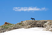 HOR 01 KH0106 01 Black Mustang Standing On Rocky Hill With Snow