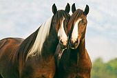 HOR 01 MB0027 01Two Gypsy Vanner Fillies Standing In Pasture Blue Sky