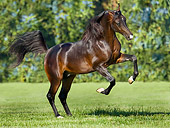 HOR 01 MB0178 01Dark Bay Arabian Stallion Rearing In Pasture