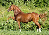 HOR 01 MB0204 01Chestnut Andalusian Stallion Walking In Pasture