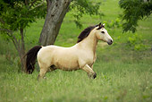 HOR 01 MB0216 01 Buckskin Mustang Stallion Trotting In Field