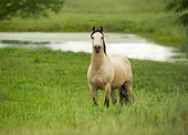 HOR 01 MB0217 01 Buckskin Mustang Stallion Standing In Field