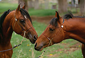 HOR 01 RK1079 08
Head Shot Of Bay Arabian Horses Nuzzling On Pasture