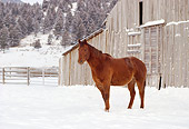 HOR 01 RK1175 04Chestnut Horse Standing On Snow By Barn