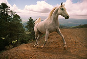 HOR 01 RK1330 27
            White Arabian Stallion Cantering On Dirt Hill By Trees