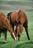 HOR 01 RK1740 01
Pair Of Chestnut And Bay Wild Horses Grazing On Green Hills