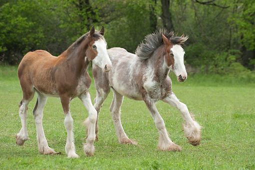 Two Foals Playing