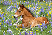 HOR 02 KH0006 01 Bay Mustang Foal Laying In Field Of Purple Wildflowers