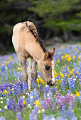 HOR 02 KH0007 01 Dun Mustang Foal Standing In Field Of Purple Wildflowers