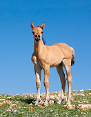 HOR 02 KH0008 01 Dun Mustang Foal Standing In Field With Rocks